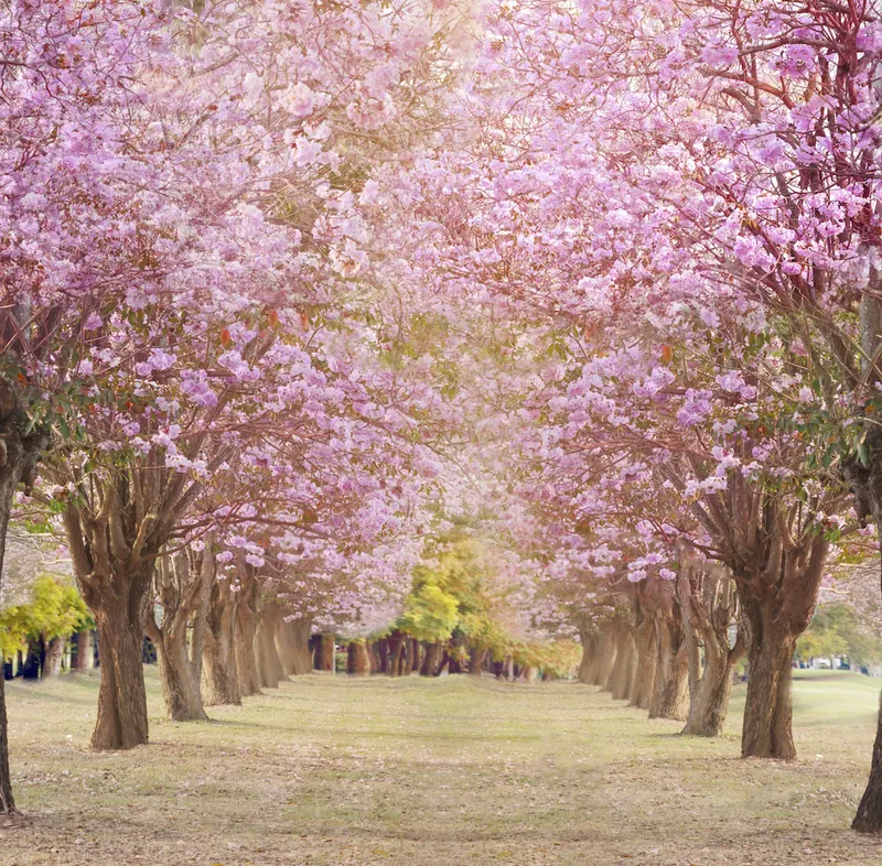 Blossom Tree photo booth backdrop