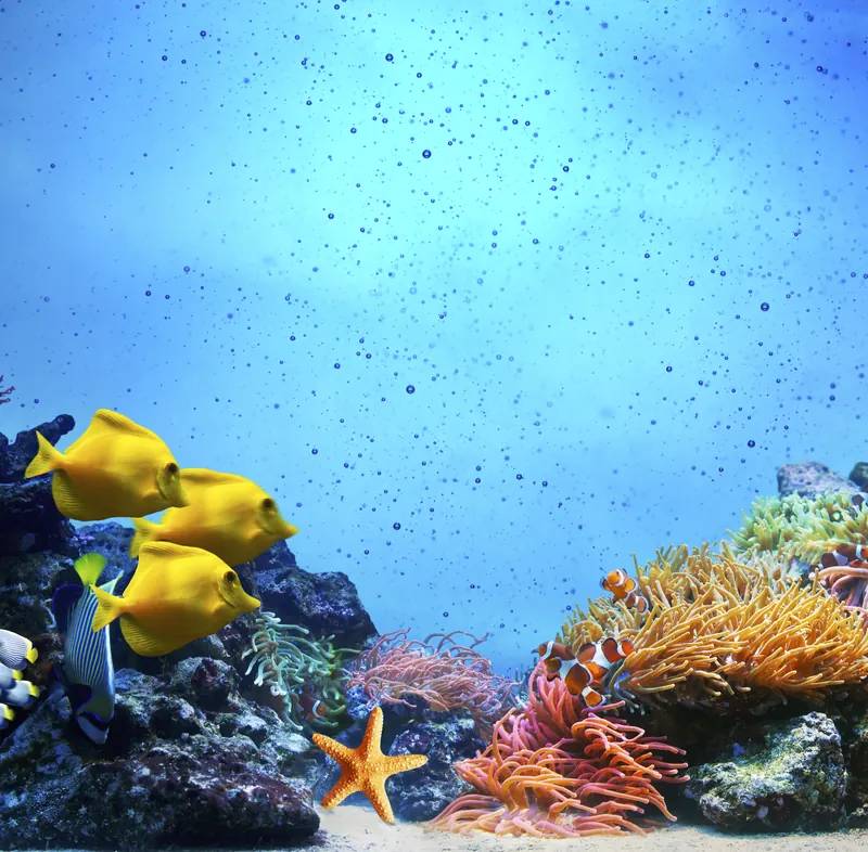 Under The Sea photo booth backdrop